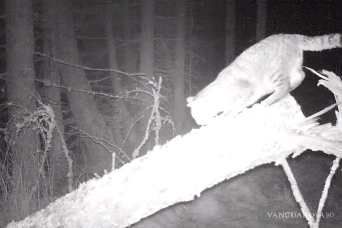 Captan a un gato salvaje de más de un metro en bosque de Escocia