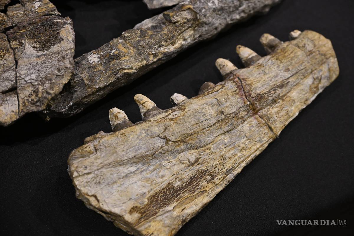 $!El Museo del Desierto planea exhibir el fósil junto con una réplica en verano.