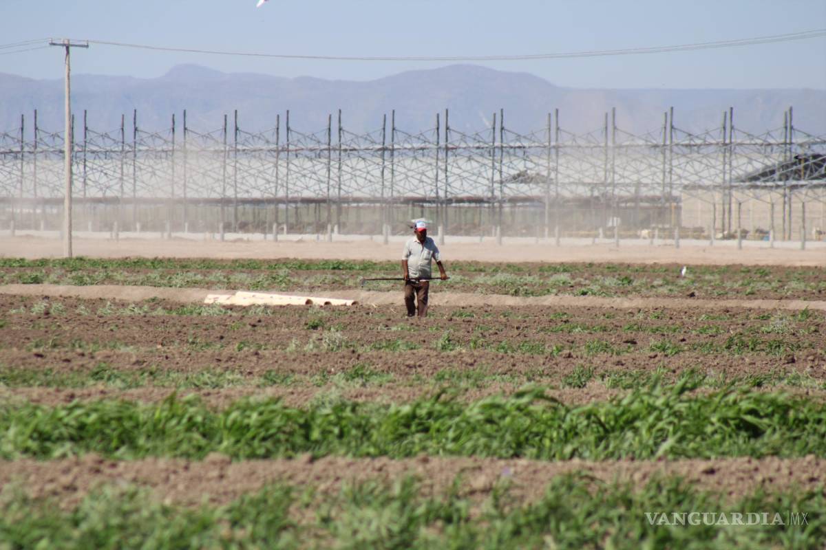 $!En Coahuila, el 58% del volumen concesionado de agua subterránea se destina a la agricultura, aunque en zonas como La Laguna, el porcentaje es del 80%.