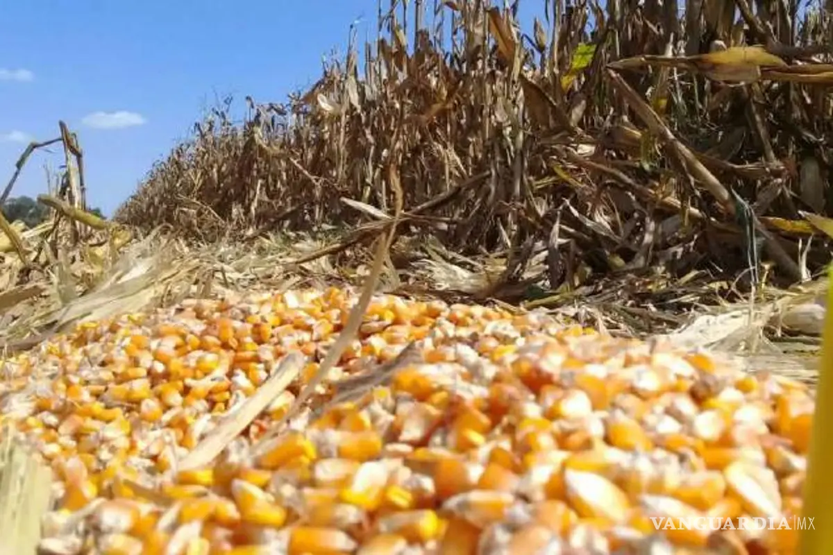 Aseguran una tonelada de maíz robado de tren durante cateo en Nava