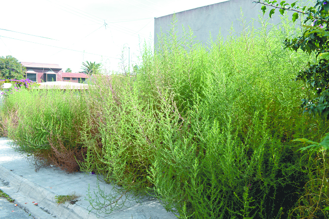 Municipio de Saltillo pide a 400 propietarios limpiar sus lotes baldíos