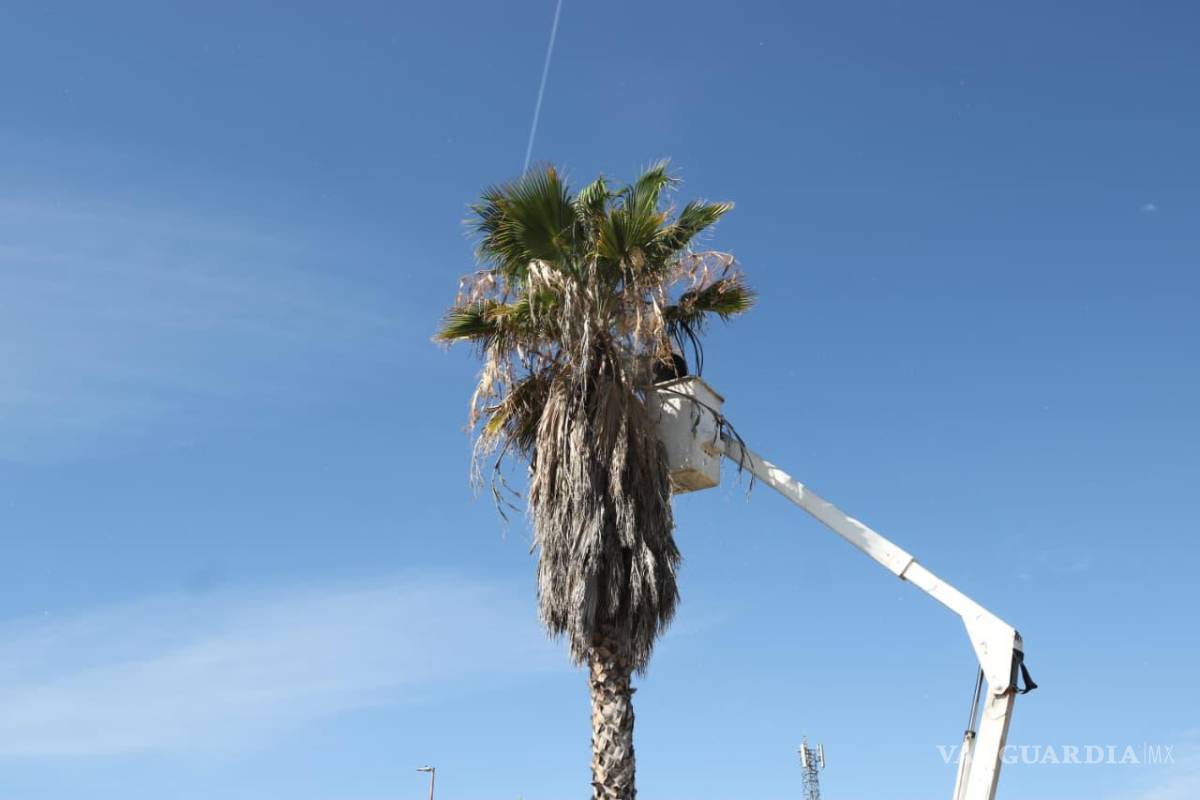 $!Además de la reforestación, las cuadrillas realizaron poda y retiro de ramas a fin de evitar posibles riesgos.
