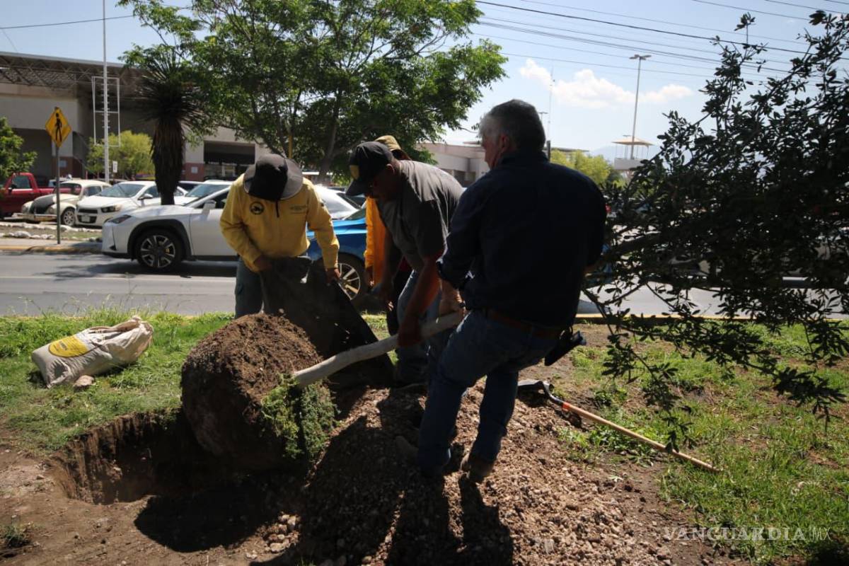 $!Las labores de reforestación del programa “Bosques Urbanos Lineales” avanzan en vialidades principales, contribuyendo a mejorar la calidad del aire y el entorno urbano de Saltillo.