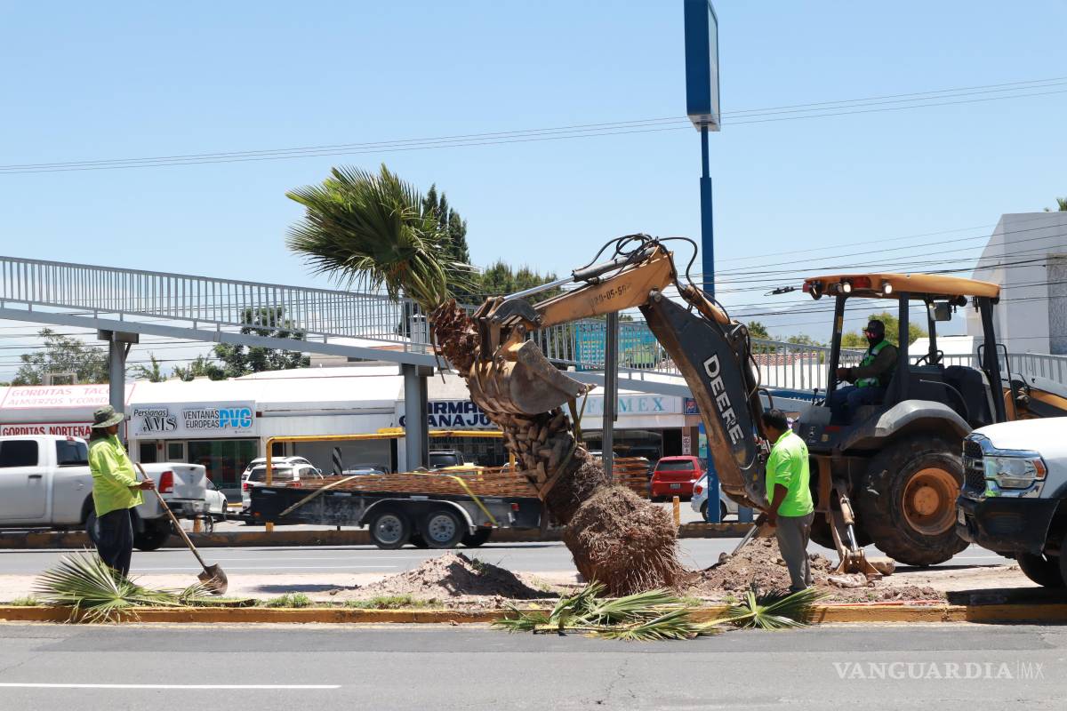 ‘Aquí andamos’ transforma el rostro de Saltillo con reforestación, limpieza y rehabilitación de vialidades