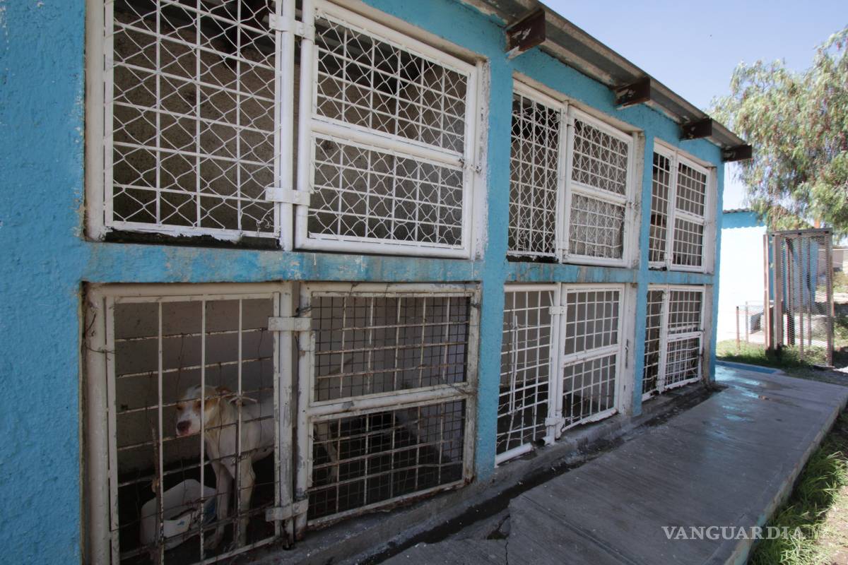 Bajan denuncias por perros callejeros en Saltillo