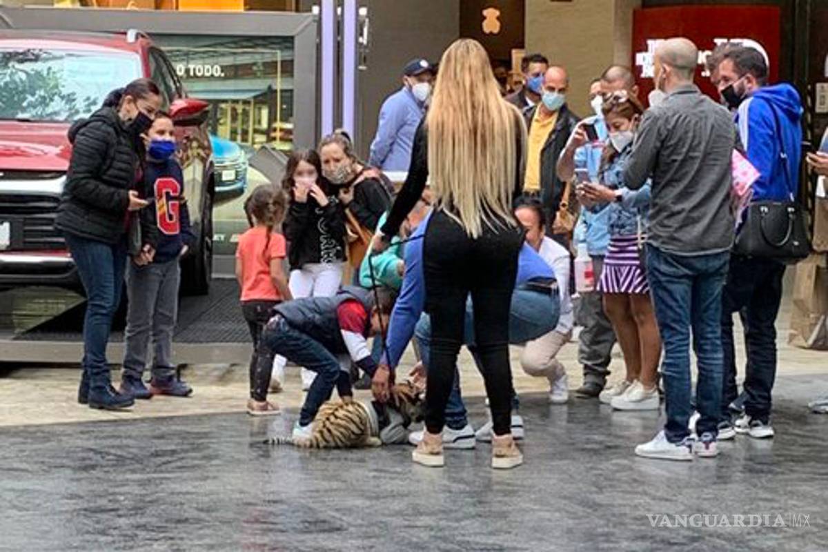 Mujer pasea un cachorro de tigre en Polanco, causando polémica