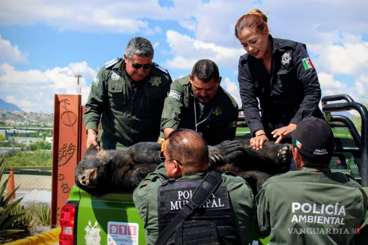 $!Localizan oso negro muerto sobre carretera 57; será usado con fines científicos