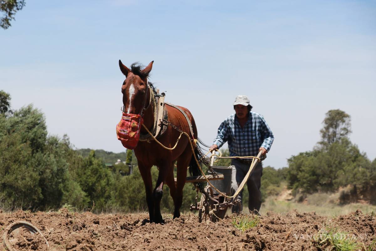 ‘Sequía no amenaza al campo en Coahuila’