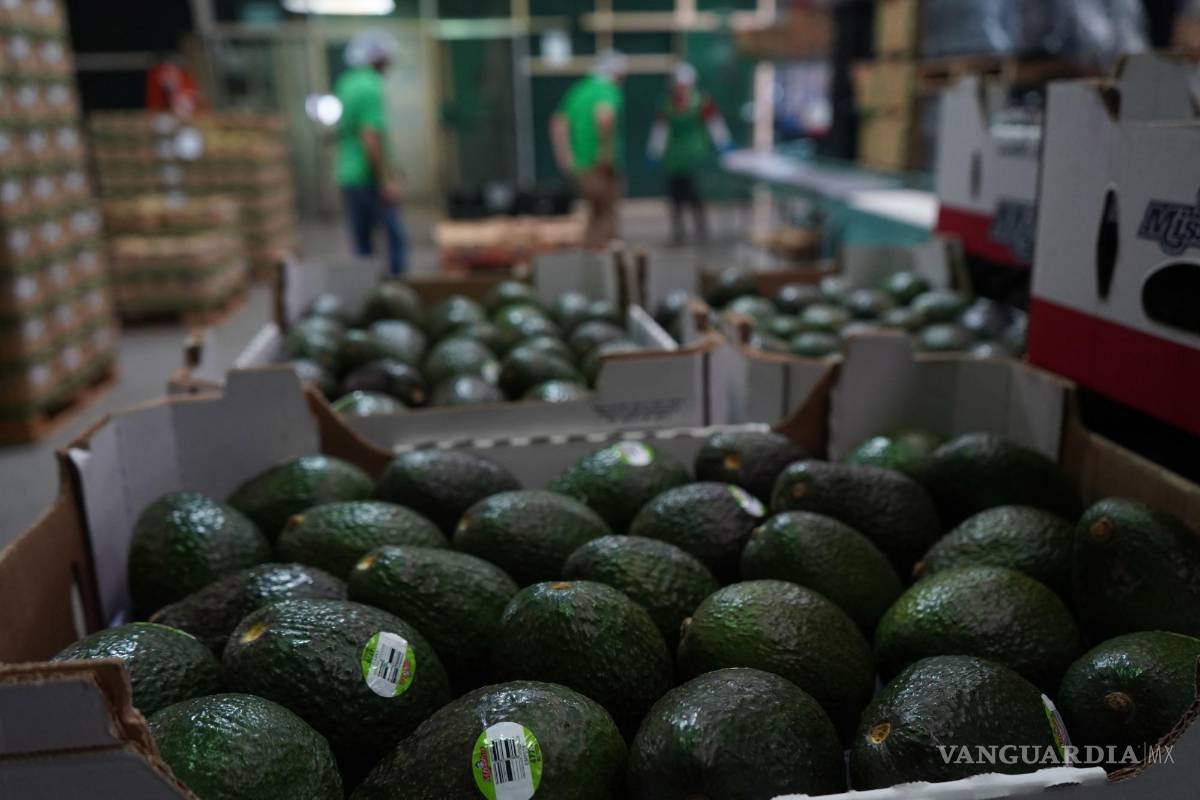Tras suspensión de EU, reactiva Michoacán exportación de aguacate