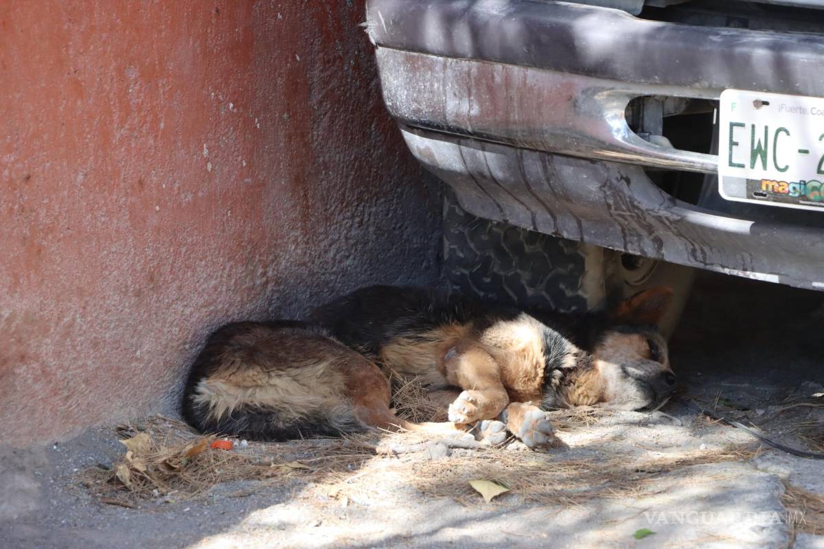 Suspenden clases en primaria de Saltillo por plaga de garrapatas, denuncian vecinos