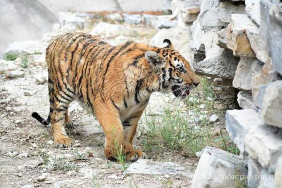 Inspectora de Profepa es atacada por un tigre durante revisión; Asociación de zoológicos culpa a Semarnat