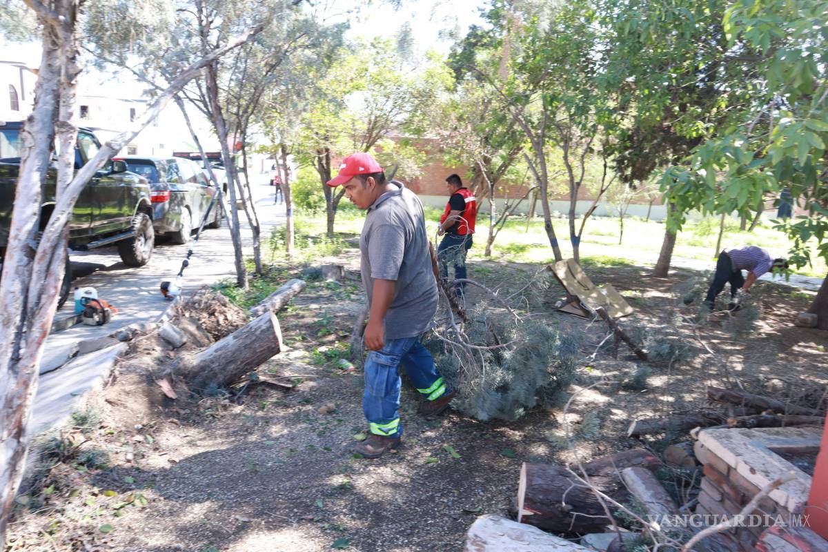 $!Cuadrillas del programa “Aquí andamos” retiran árboles derribados por el viento en la colonia Kiosco.