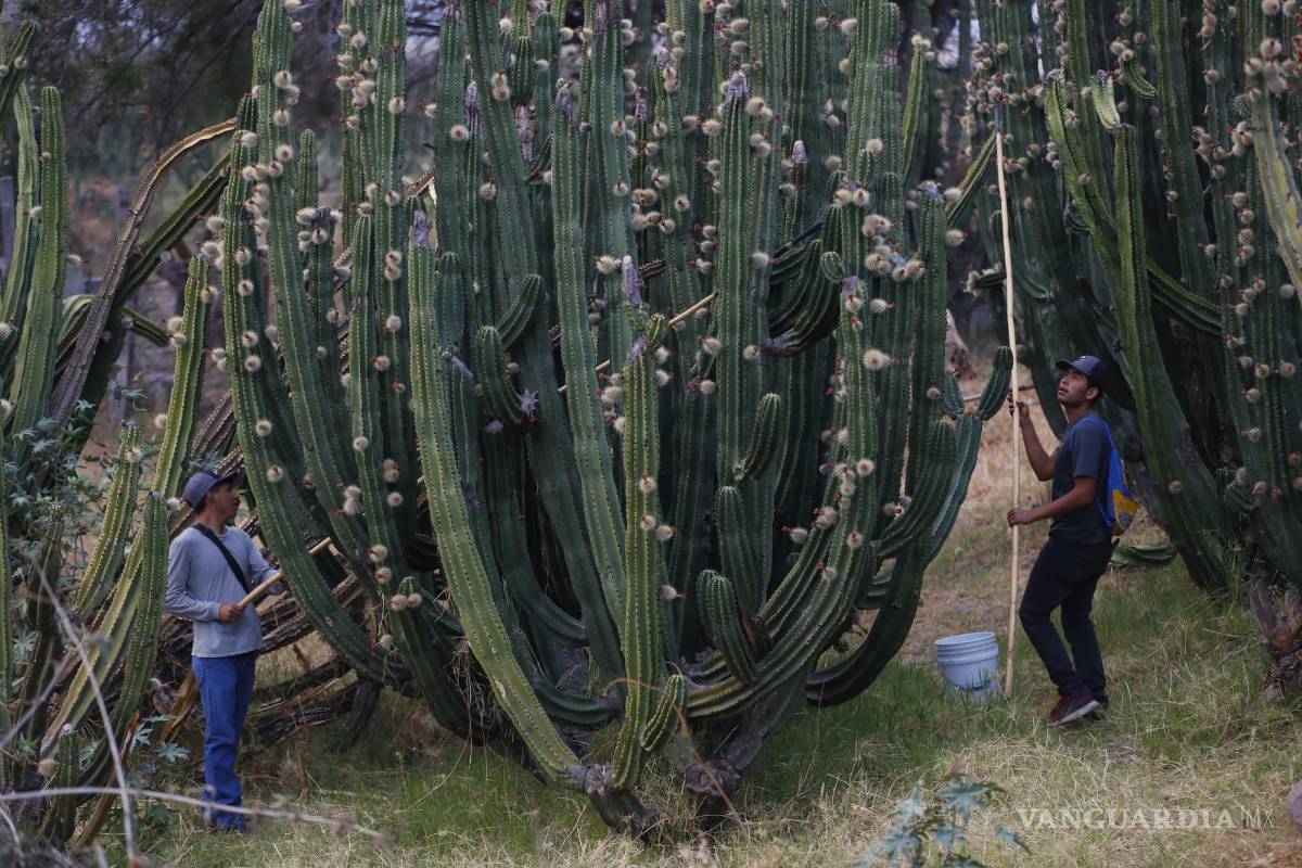 $!Trabajadores recolectan pitaya en el poblado de Techaluta, estado de Jalisco (México).