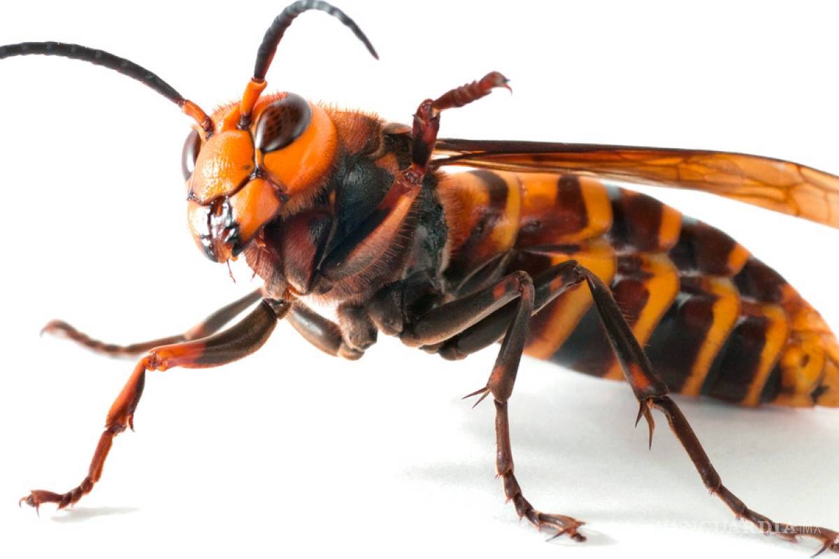 Capturan al primer avispón asesino en Estados Unidos