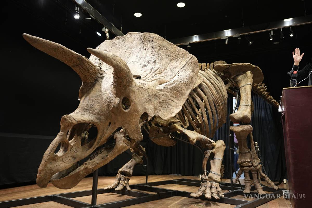 Subastan triceratops en 7.7 millones de dólares en París