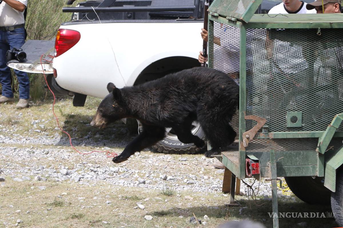 Atropellados 11 osos en carreteras que rodean la Sierra de Zapalinamé en Coahuila