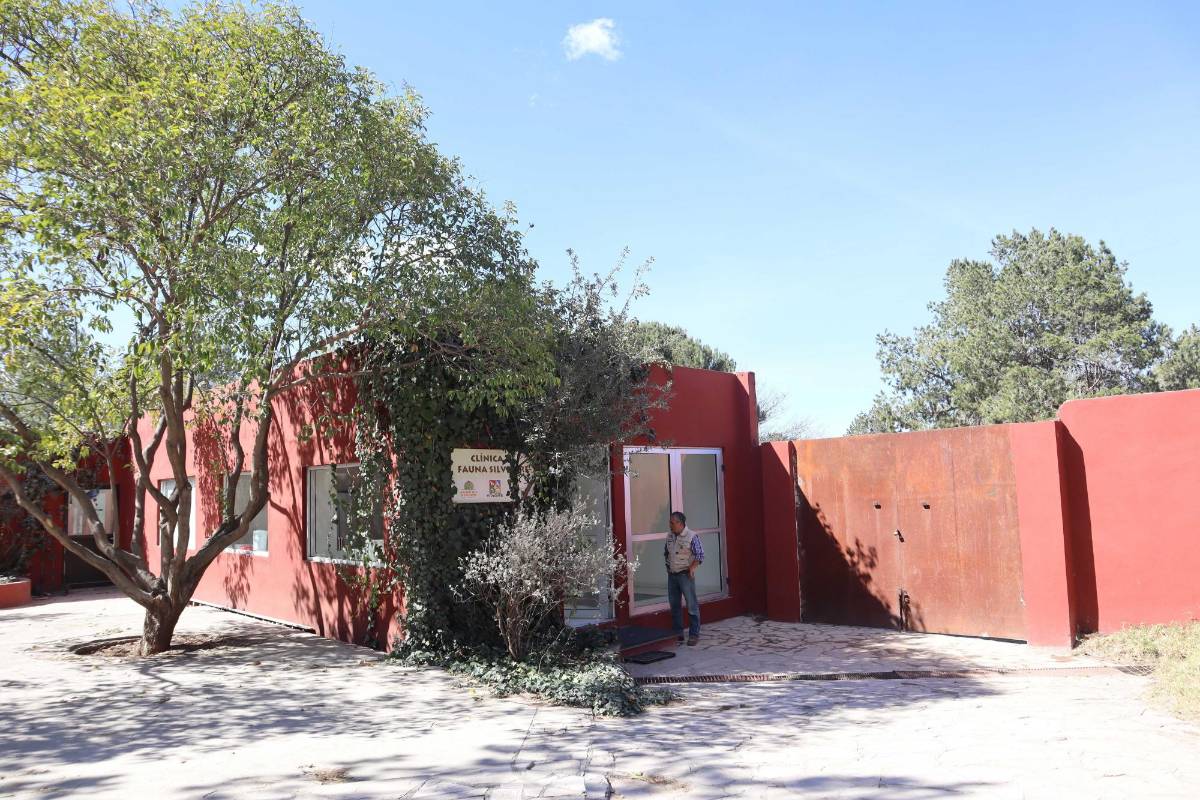 $!La clínica no es pública, pero apoya en casos de emergencia a animales silvestres lesionados o enfermos.
