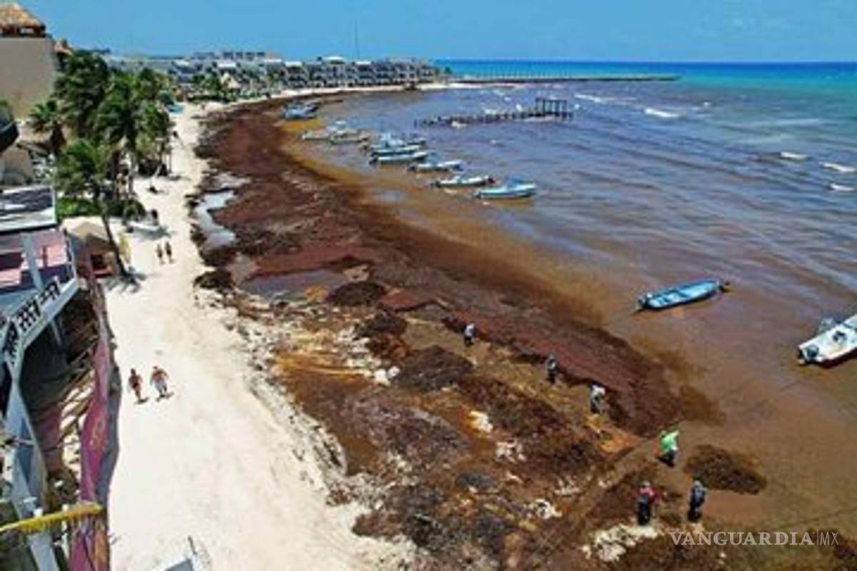 Sargazo fétido invade costas de Quintana Roo