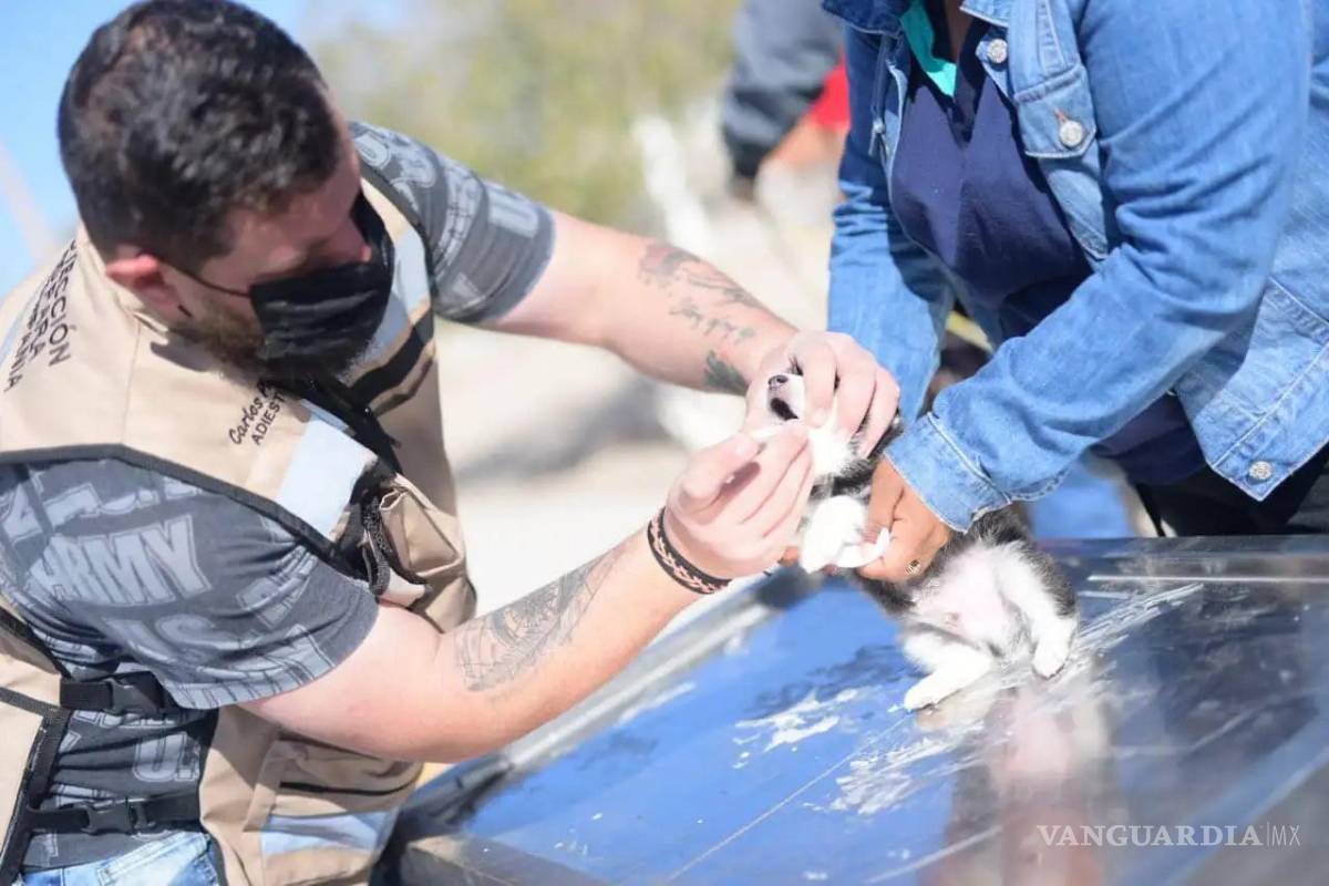 $!El cuidado de las mascotas es la mejor manera de mostrarles nuestro aprecio.