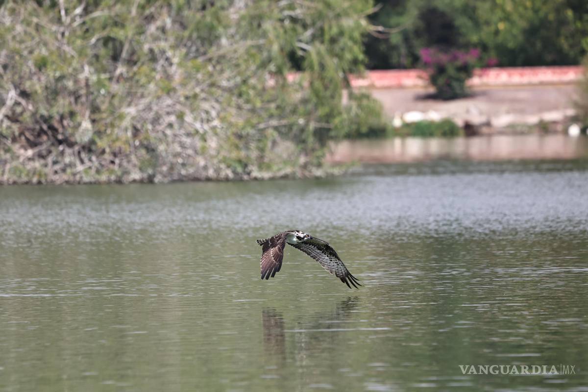 $!La combinación de charcas, matorrales y vegetación ofrece distintos ambientes para aves residentes y migratorias.