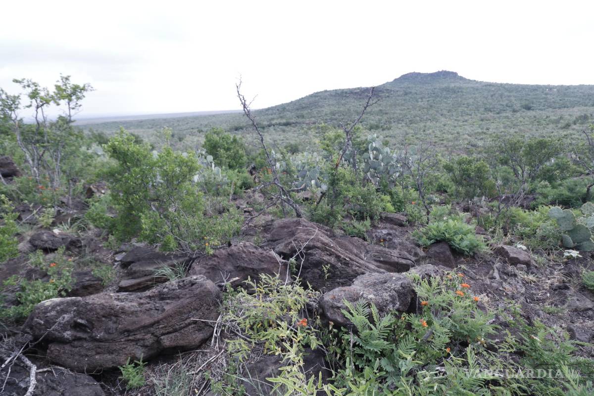 $!Dicen que desde los dinosaurios, el Kakanapo ha sobrevivido al correr del tiempo. La Asociación Paleontológica Aficionados de Sabinas afirma hallazgos de huellas de los antiguos reptiles.