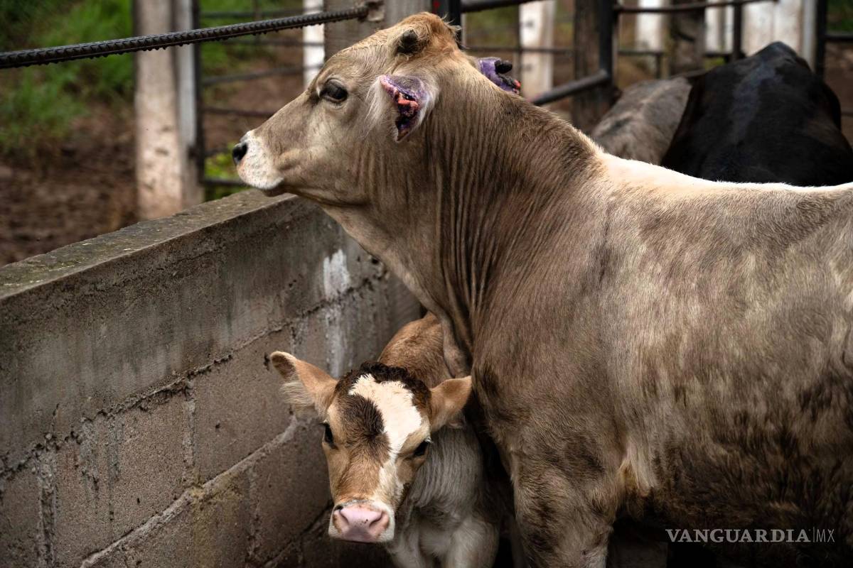 POLITICÓN: Fracasa Senasica; gusano barrenador en Nuevo León pone en riesgo reapertura fronteriza