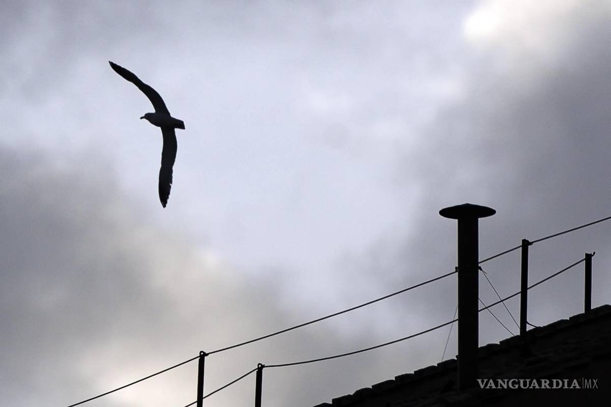 $!Un pájaro vuela junto a una chimenea instalada en el techo de la Capilla Sixtina en la Plaza de San Pedro, Vaticano.