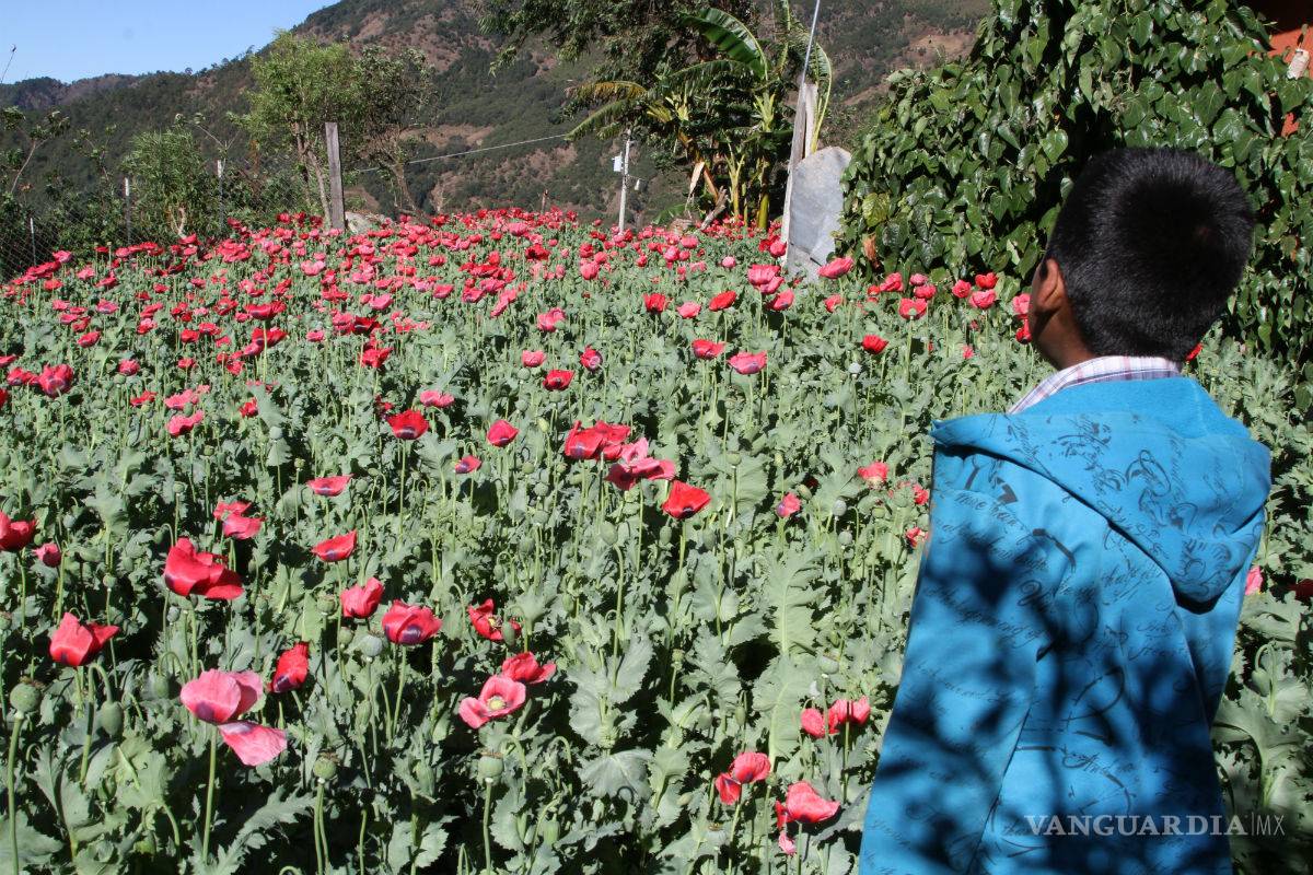 Senadores coinciden en discutir legalización de la amapola