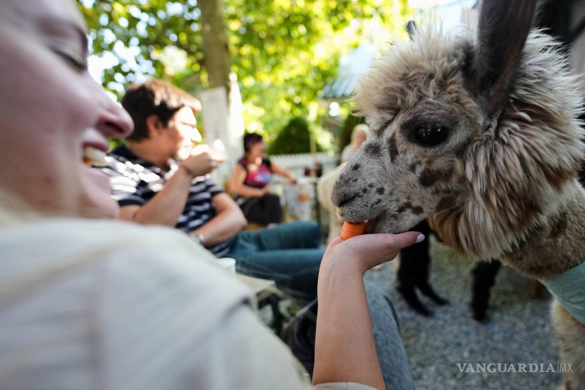 $!Una mujer alimenta a una alpaca en el Alpaca Cafe, en el pueblo de Stajicevo, a 50 kilómetros al norte de Belgrado, Serbia.