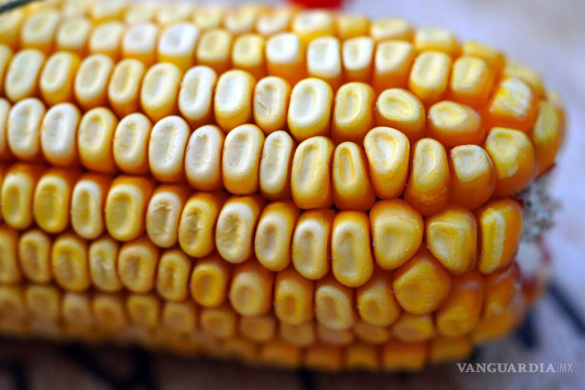 EU pone plazo a México para que de pruebas científicas para prohibir maíz transgénico y glisofato