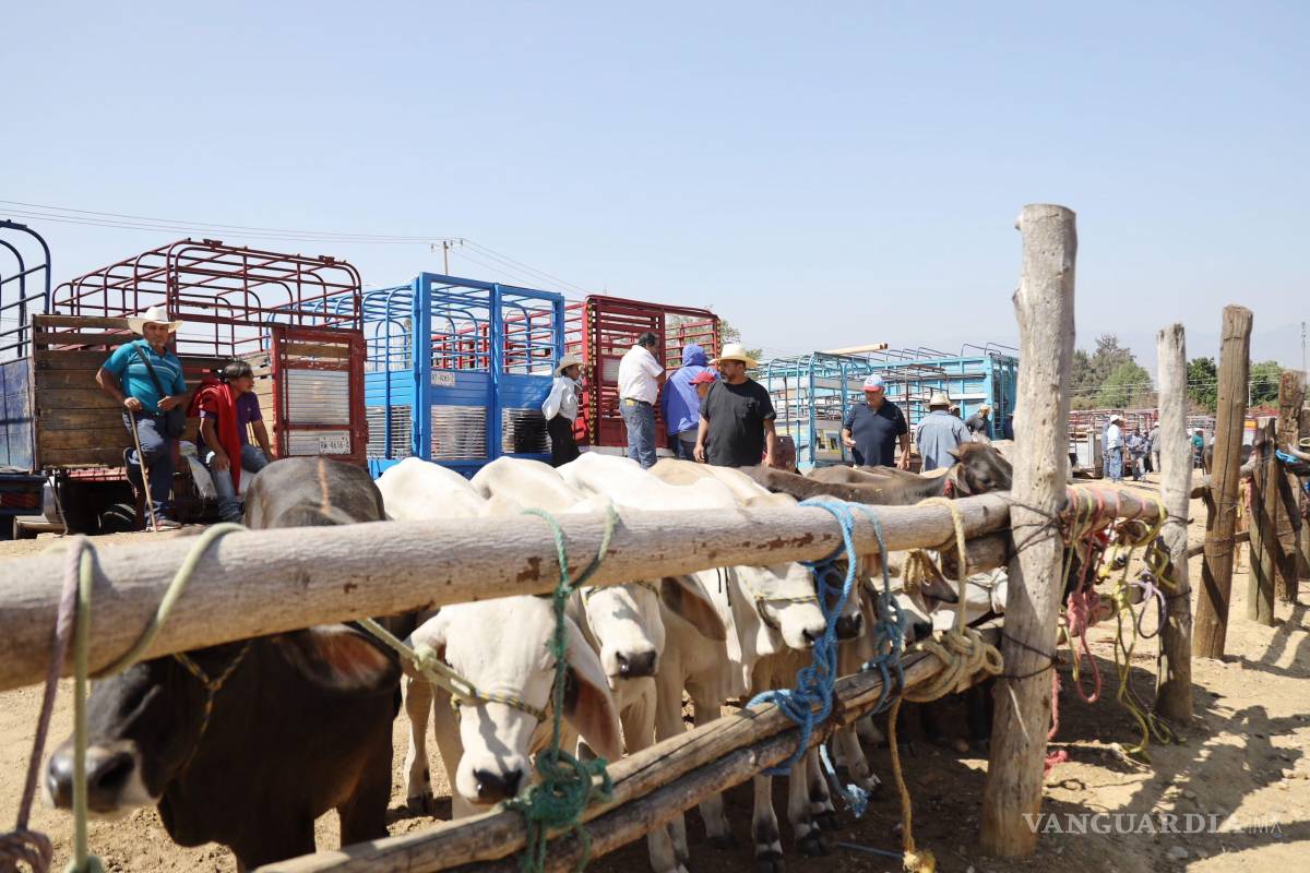 $!En el acumulado nacional, las especies más afectadas han sido los bovinos, con 14 mil 314 casos .
