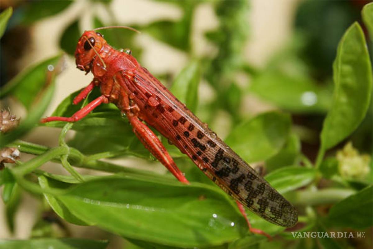 Octava plaga de la Biblia podría llegar a África
