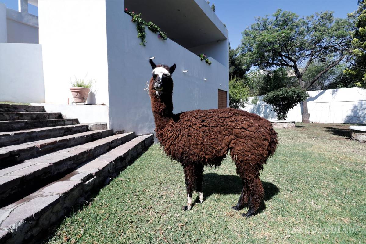 $!Esperancita fue intervenida cuando estaba chiquita, estuvo en terapia intensiva.