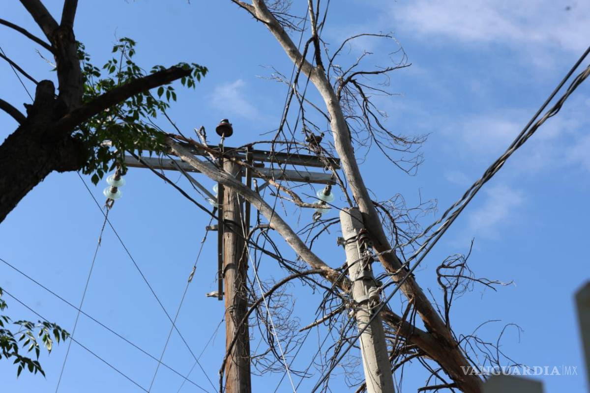$!Padres de familia cerraron las instalaciones de la primaria Manuel Acuña para exigir atención a los riesgos que representan varios árboles en mal estado, luego de que uno de ellos colapsara sobre parte de la infraestructura escolar.