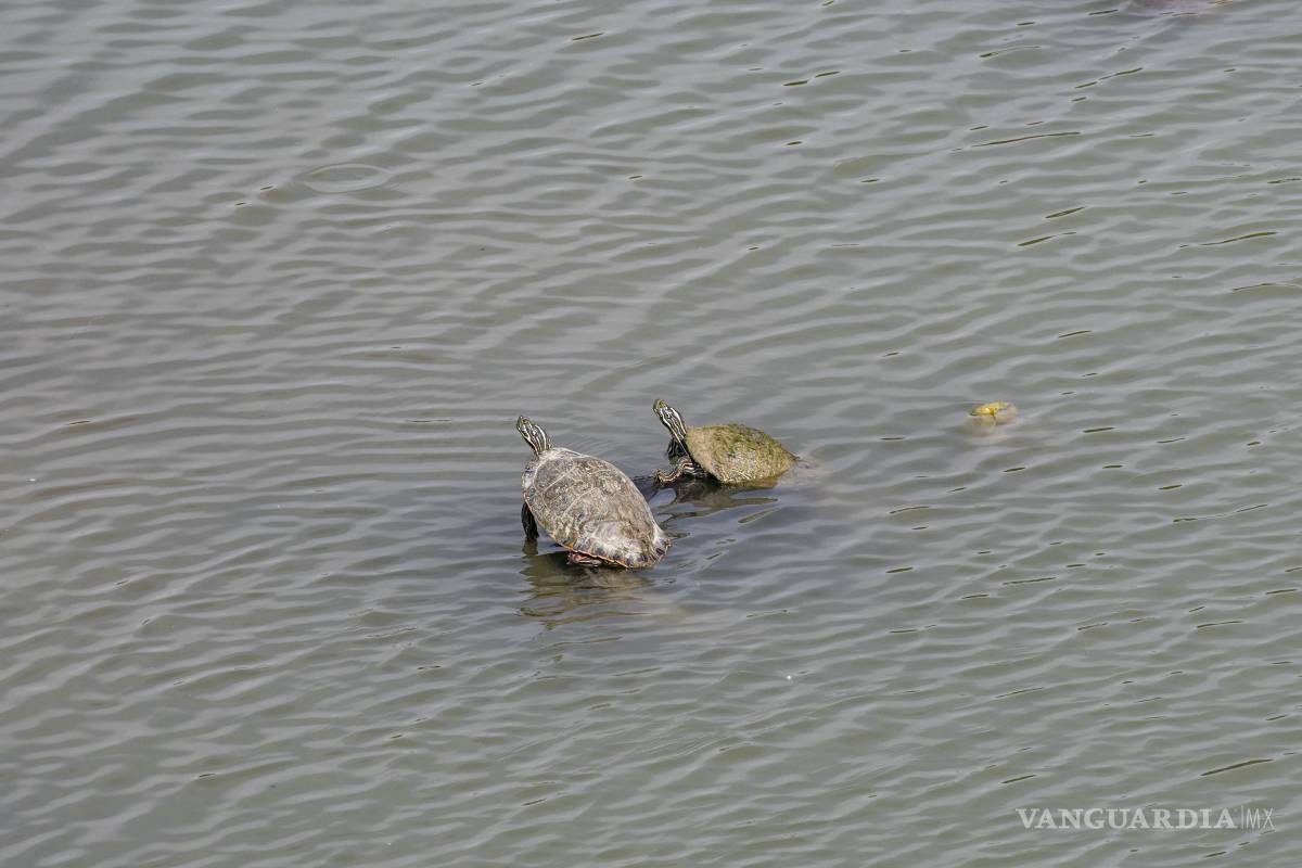 $!Los niveles bajos de la presa son notorios en todo el embalse, por lo que ahora simplemente se está a la espera de la época de huracanes para que pueda rellenarse.