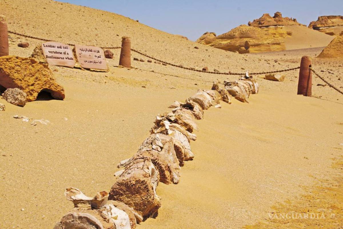 Wadi al Hitan, el desierto donde nadaron las ballenas