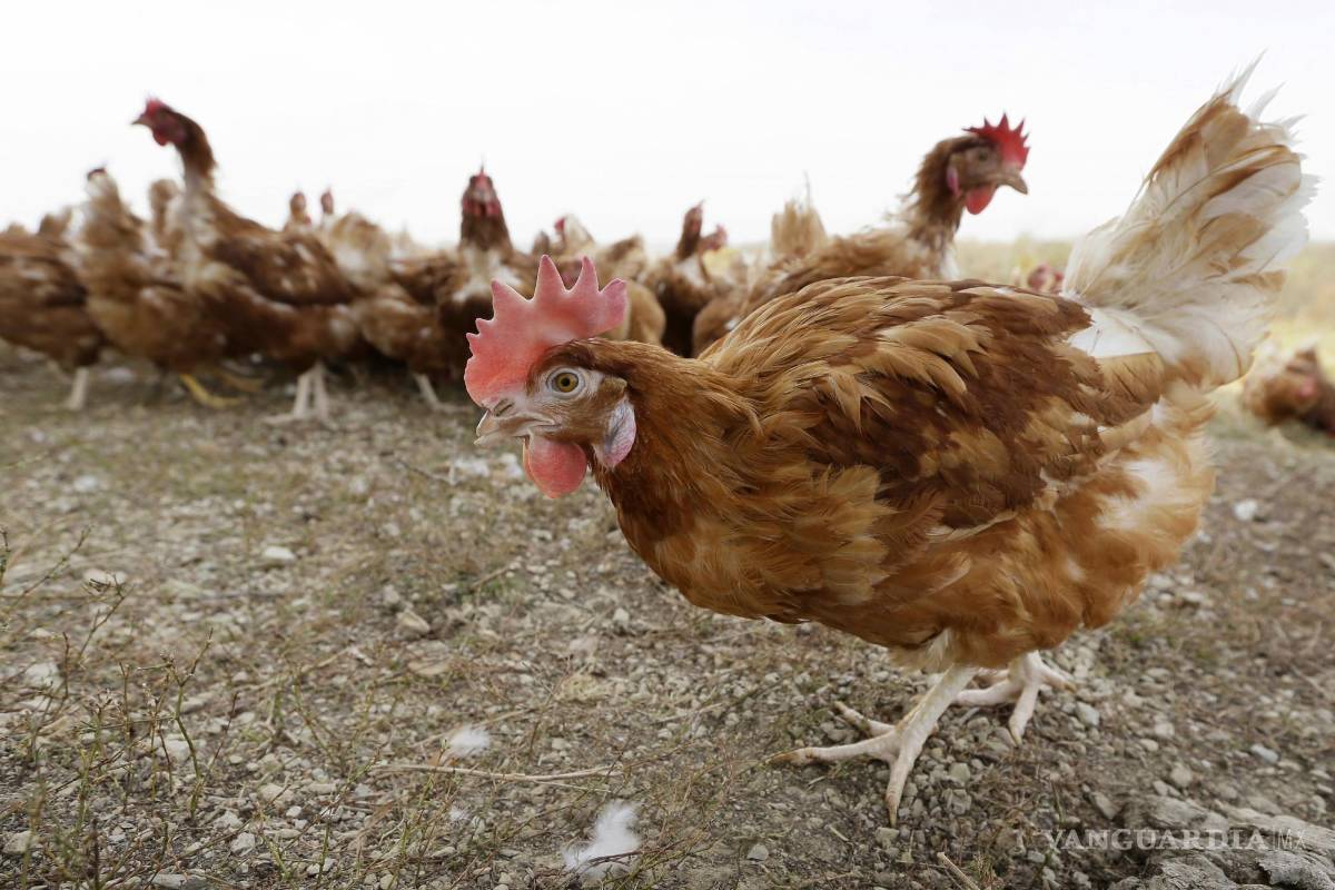 Sacrificarán 12.6 millones de aves en EU por gripe aviar