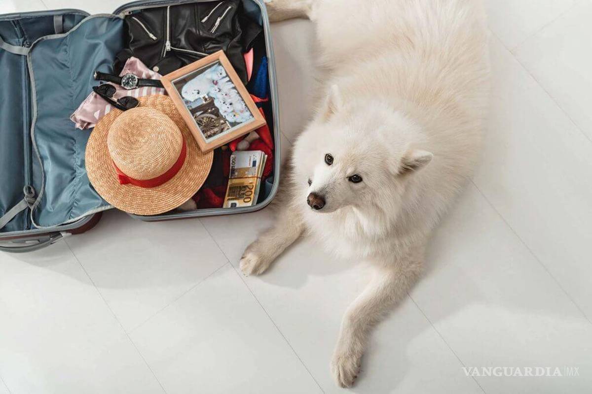 ¿Viajas con mascota? Estos son los nuevos requisitos para viajar a Estados Unidos