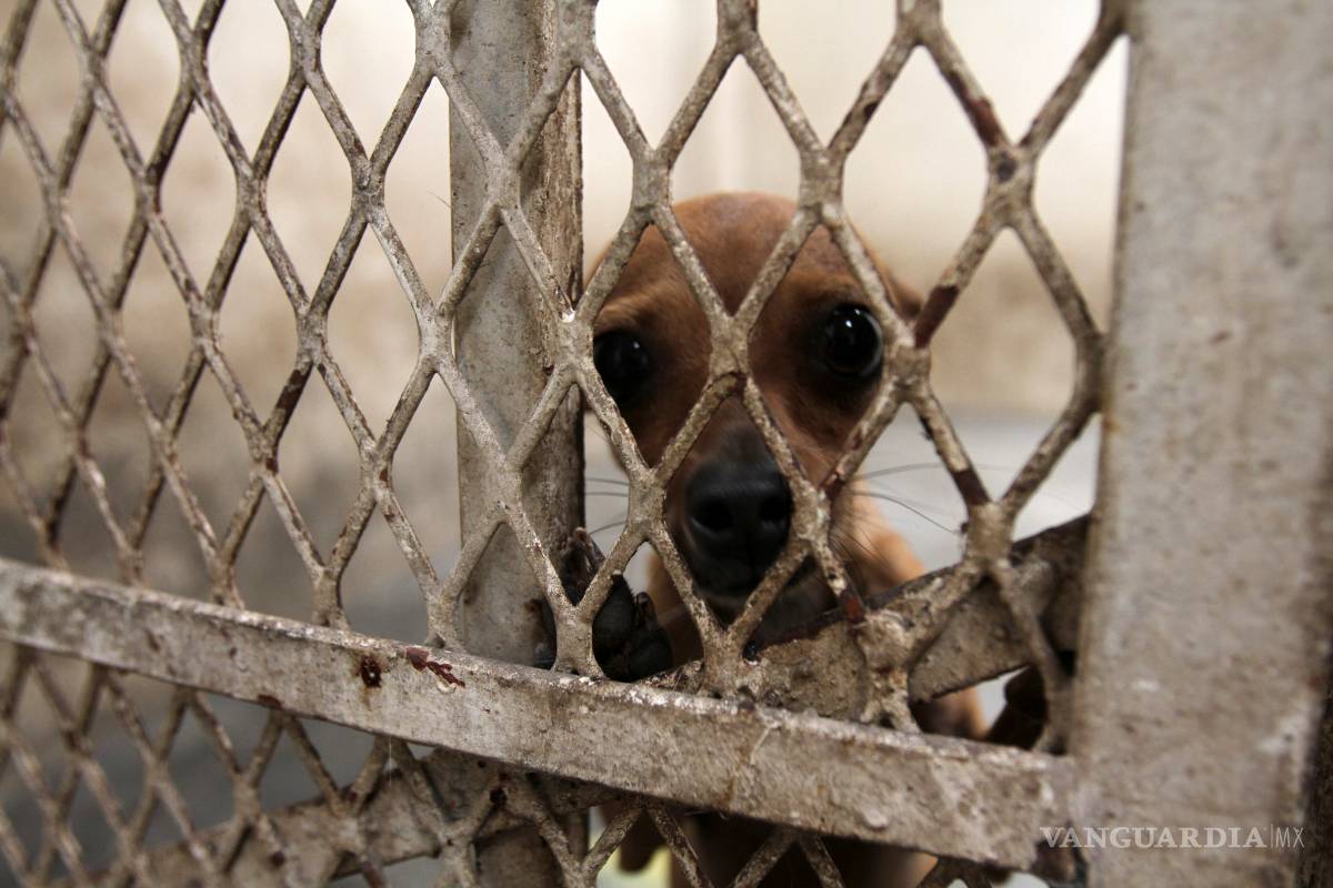 El 70% de los perros que viven en calle fueron abandonados