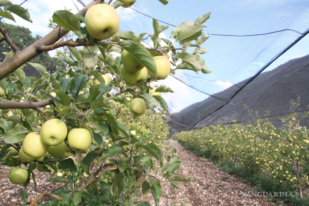 Cambio climático provoca manzanas mutantes en Arteaga, Coah