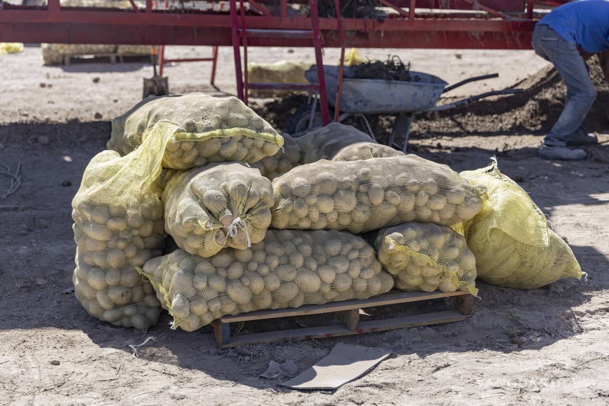 $!El consumo per cápita de papa en México es mucho menor al de otros países como Alemania y Polonia.