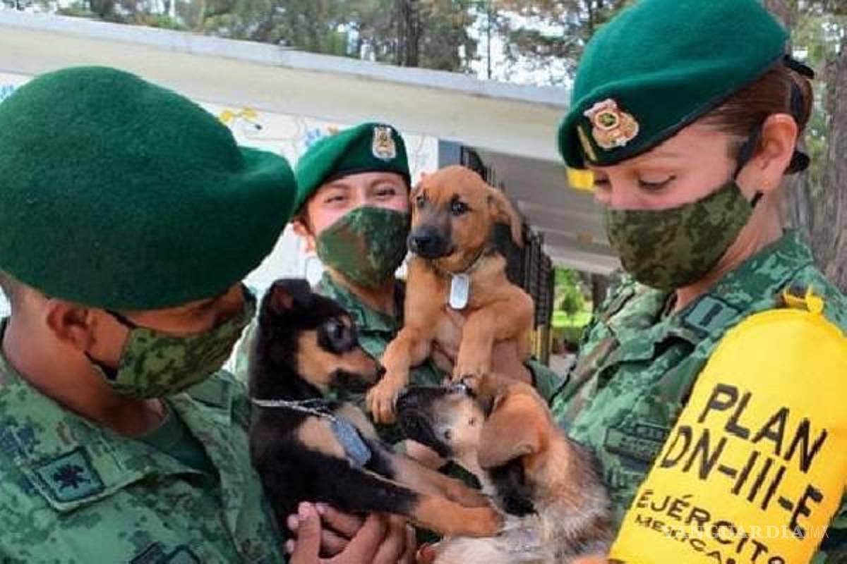 ‘Los perritos de Santa Lucía” el nombre del albergue canino del AIFA y su noble labor