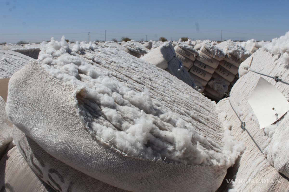 $!La siembra del algodón es uno de los principales cultivos a los que se les aplica pesticidas para evitar plagas que dañen la cosecha, pero no se ha medido el impacto de estos pesticidas.