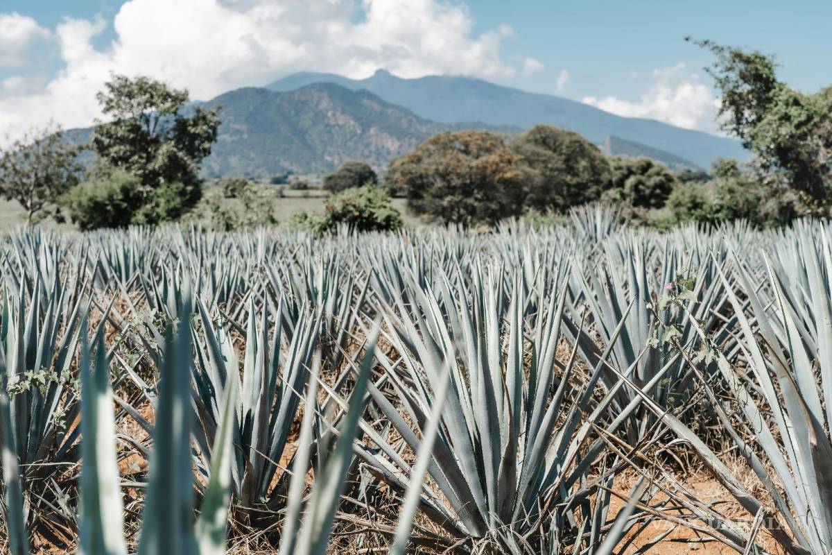 $!Para asegurarte de disfrutar de un tequila de calidad, la Profeco analizó 52 marcas de tequila reposado y te presenta los resultados.