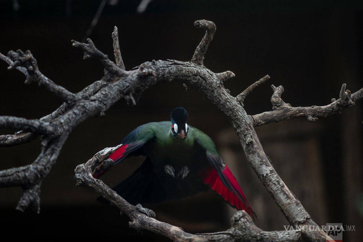 Jugo Naranja: México tiene garantizadas 232 millones de vacunas