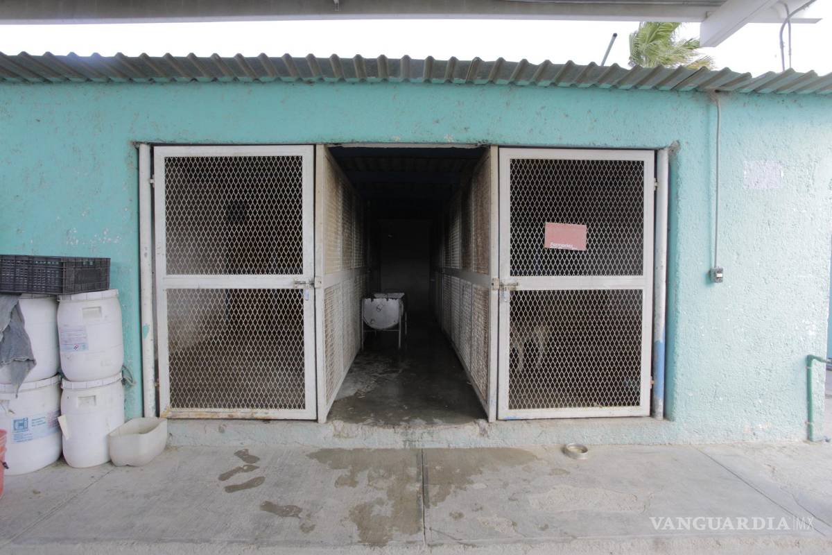 Menor es atacado por un perro de la calle, en Saltillo