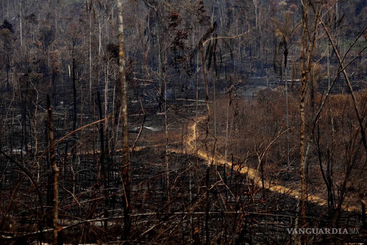 Ofrecen ayuda los países ricos para combatir incendios en la Amazonia