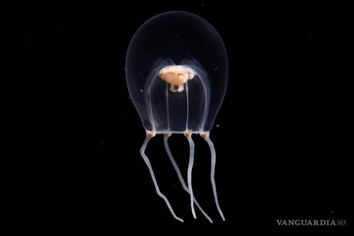 Descubren nueva especie de medusa y la nombran como atuendo nupcial japonés
