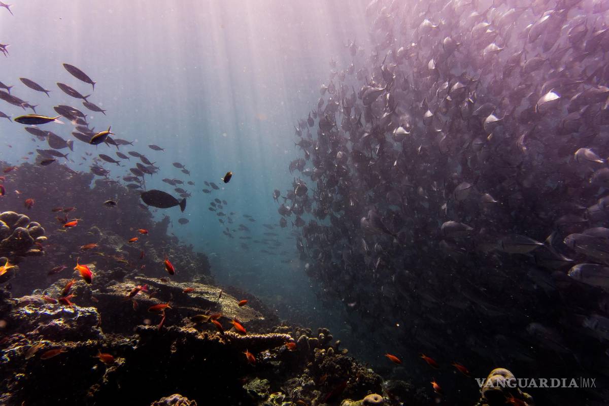 $!Estos artículos en tu hogar están lastimando a los animales marinos