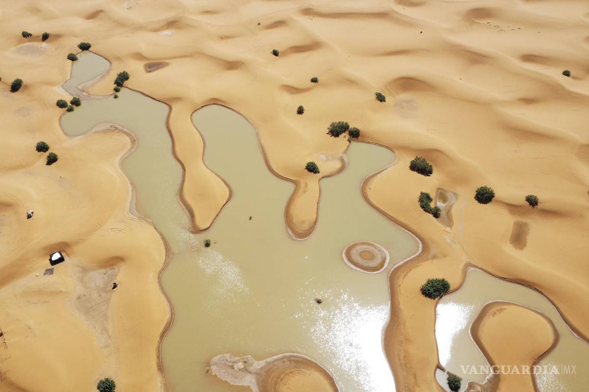 Tras inusuales lluvias en el desierto del Sahara, el agua cirse desliza entre palmeras y dunas de arena